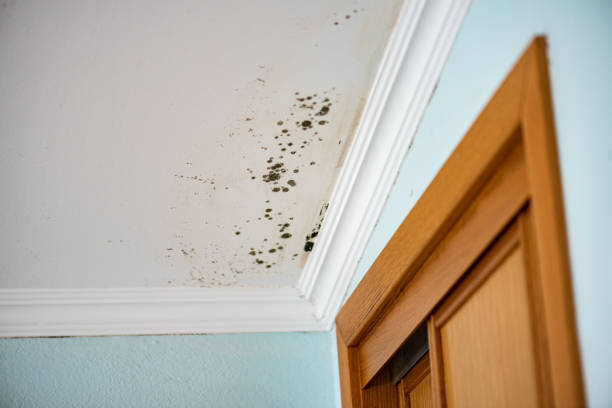 Best Home Mold Removal  in Troy, OH