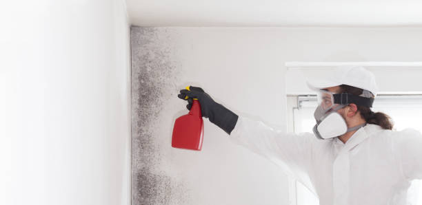 Best Office Mold Removal Services  in Troy, OH