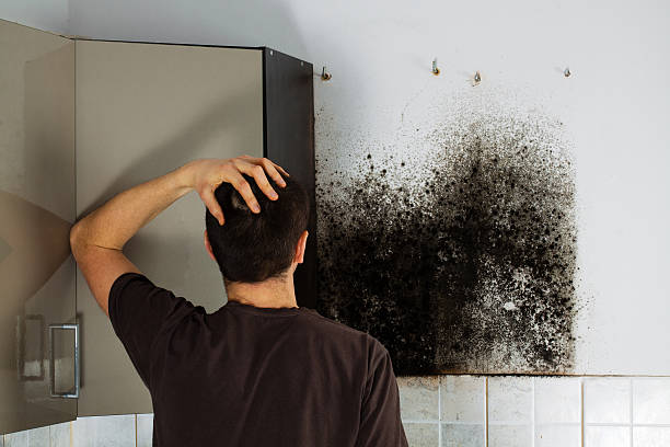 Best Same-Day Mold Removal  in Troy, OH