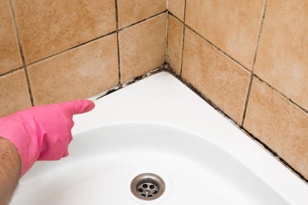 Best Mold Removal Near Me  in Troy, OH